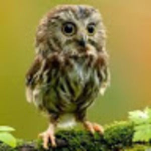 Meet your Posher, Seileen